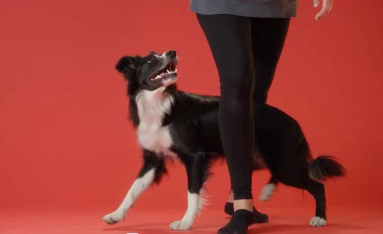 Train a Dog to Walk Through Legs