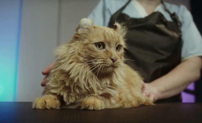 Persian Cat