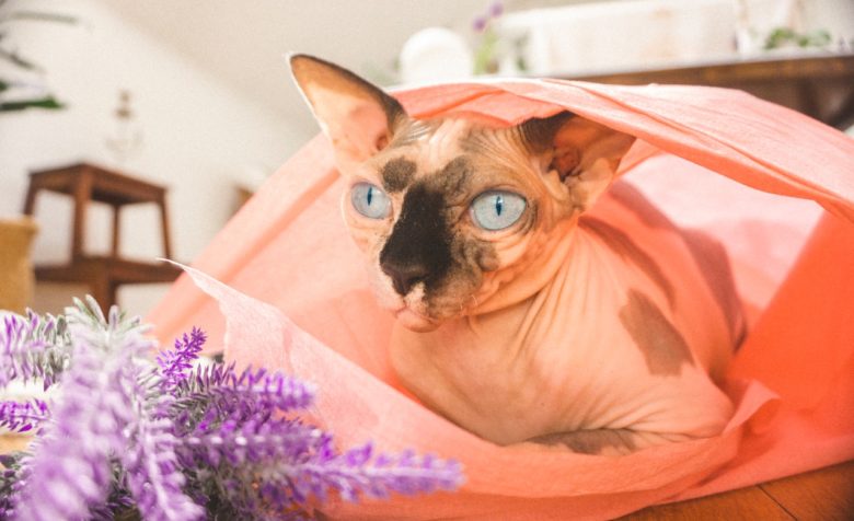 Sphynx cat