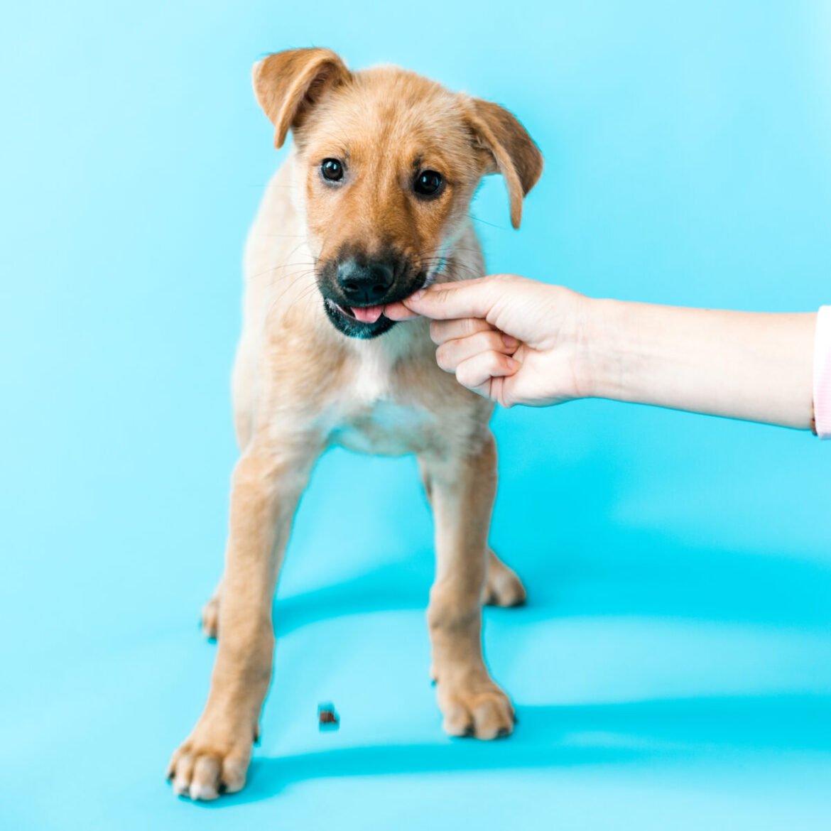 10 foods that are harmful to dogs