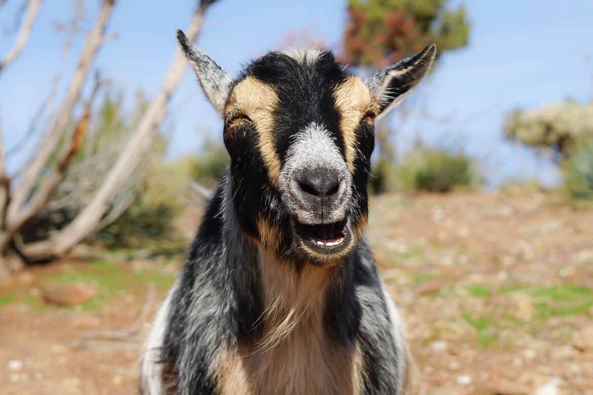 Eight Things You Didn't Know About Goats