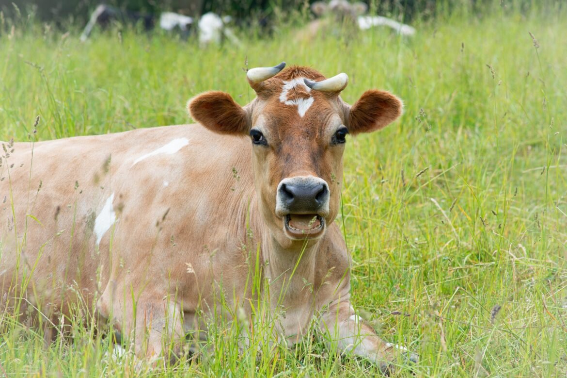 Moo Do You Love? Six Reasons Why We Love Cows