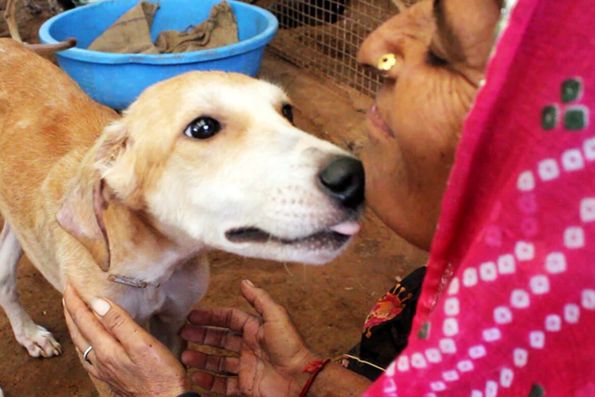 Puppy's joyful transformation-dying from mange, thriving from love.