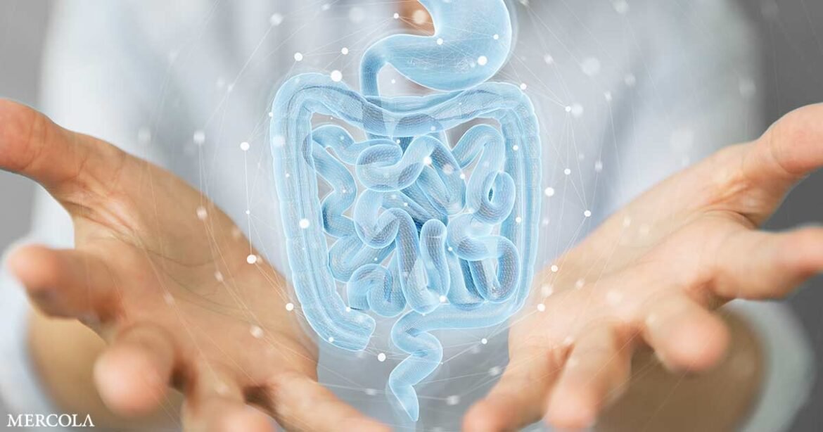 Butyrate — Fueling a Normal Gut Environment and Supporting Energy Production