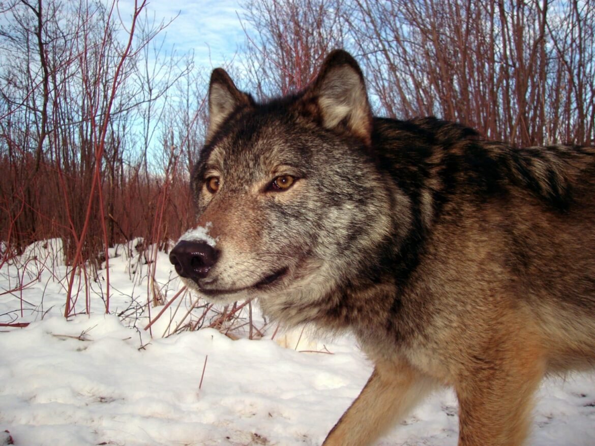 Despicable Wolf Bills in Washington Legislature Defeated