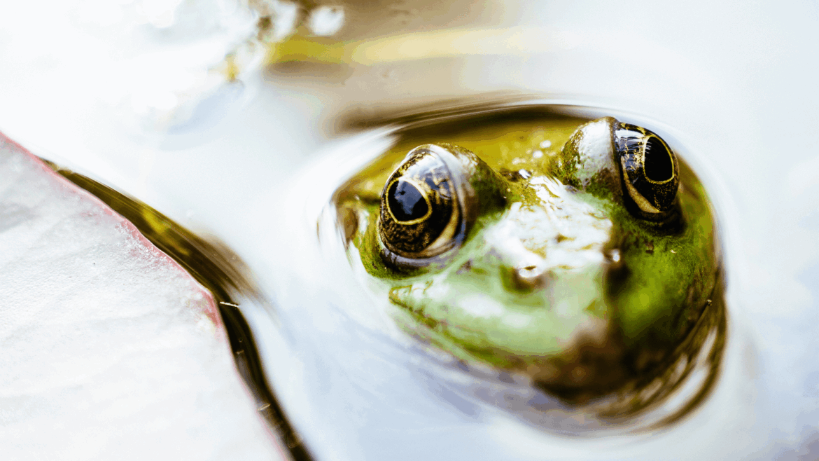 Earth's 'Great Dying' killed 80-90% of life. How some amphibians survived.