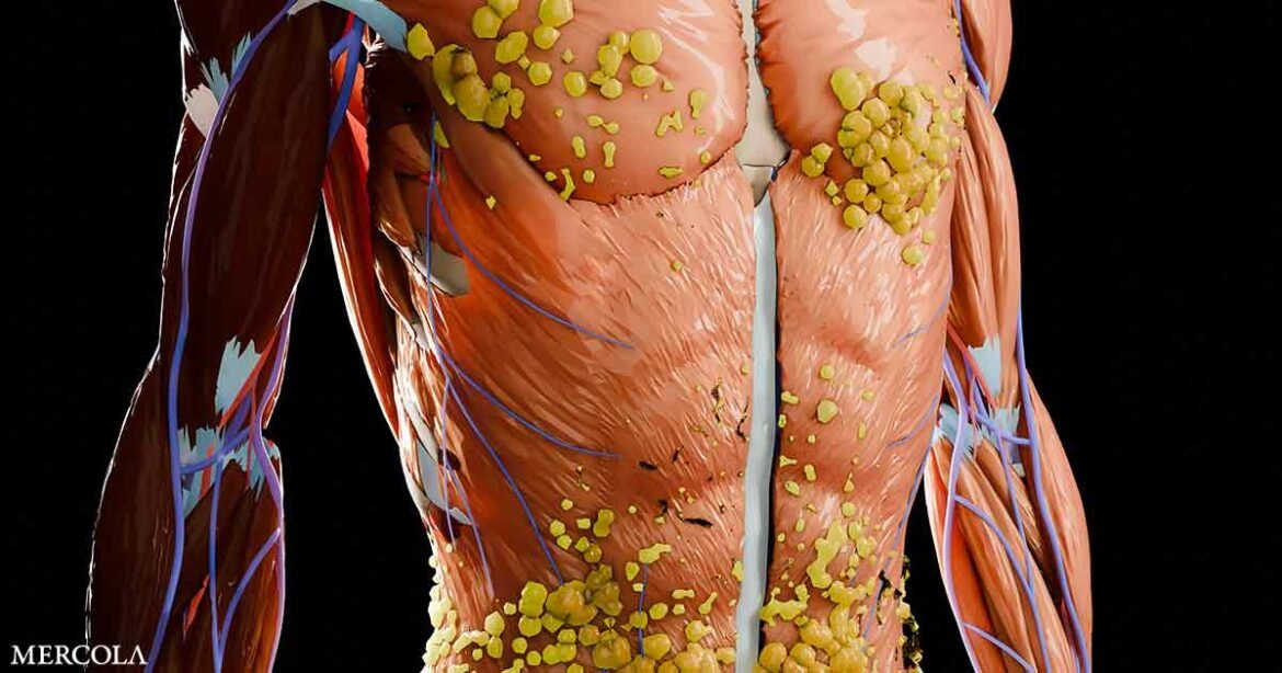 Hidden Fat in Muscle Is a Silent Threat to Heart Health