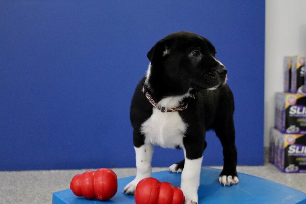 How to teach “leave it”