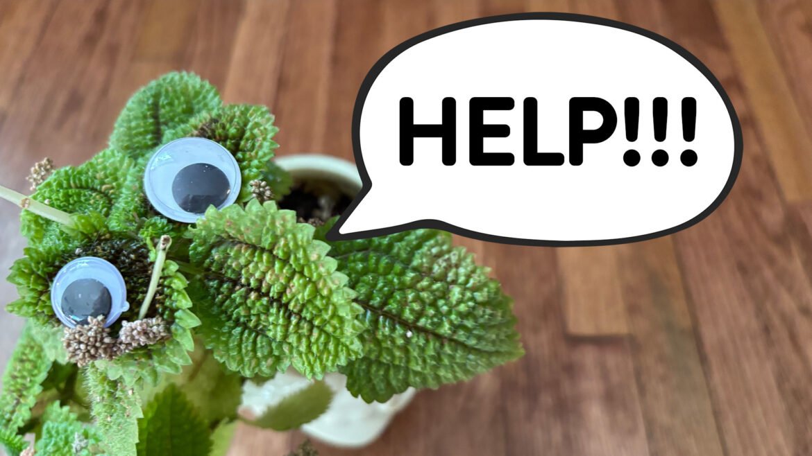 Plants can now tell you when they're stressed out