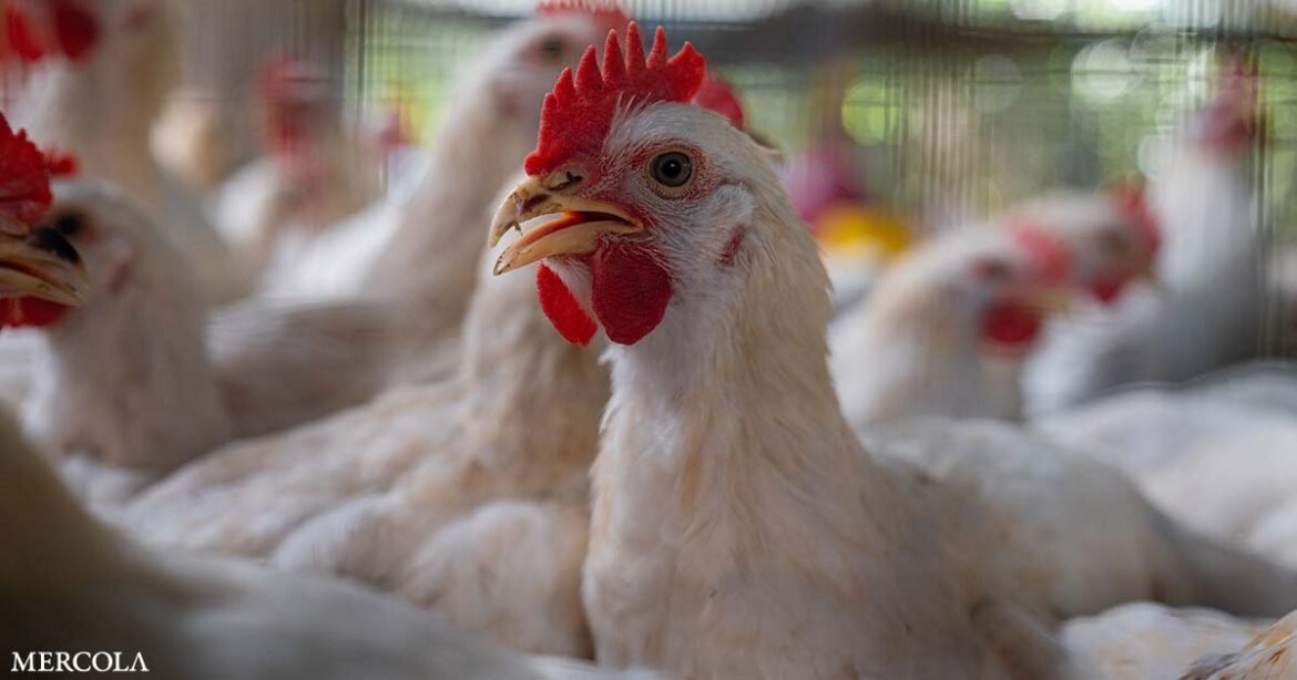 The Grotesque Bird Flu Scam and How Colds or Flus Should Be Treated