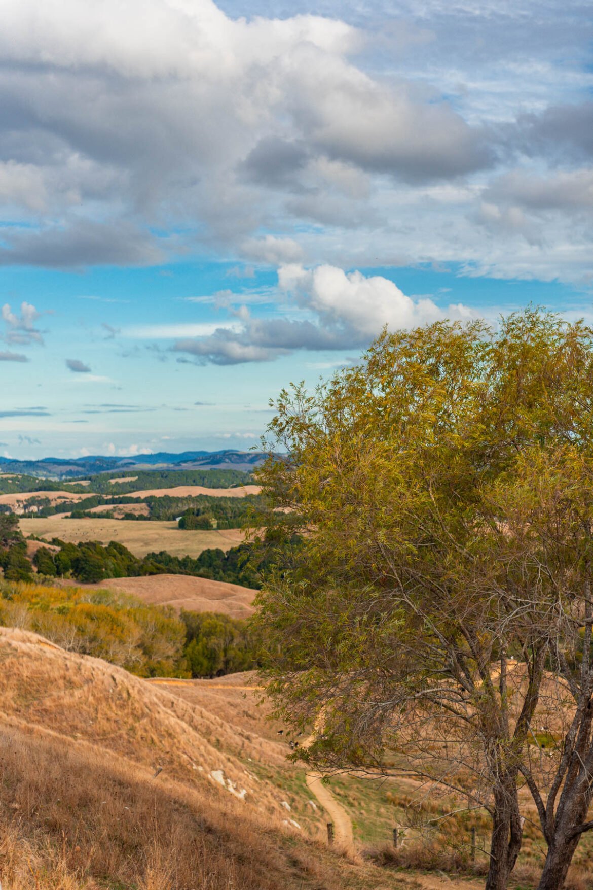 Naina.co Luxury, Travel, Fashion & Lifestyle Photography + Contemporary Art Brooches Driving Along State Highway 22, Auckland, New Zealand