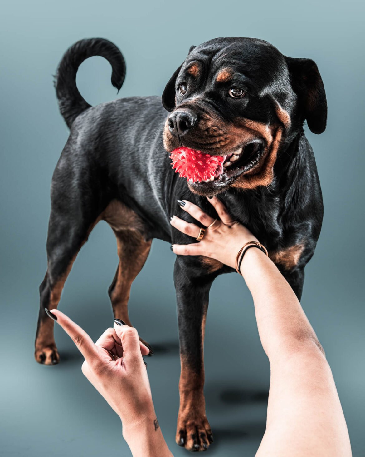 Naina.co Luxury, Travel, Fashion & Lifestyle Photography + Contemporary Art Brooches Niko & Zuki, Pet Photography with Rottweilers