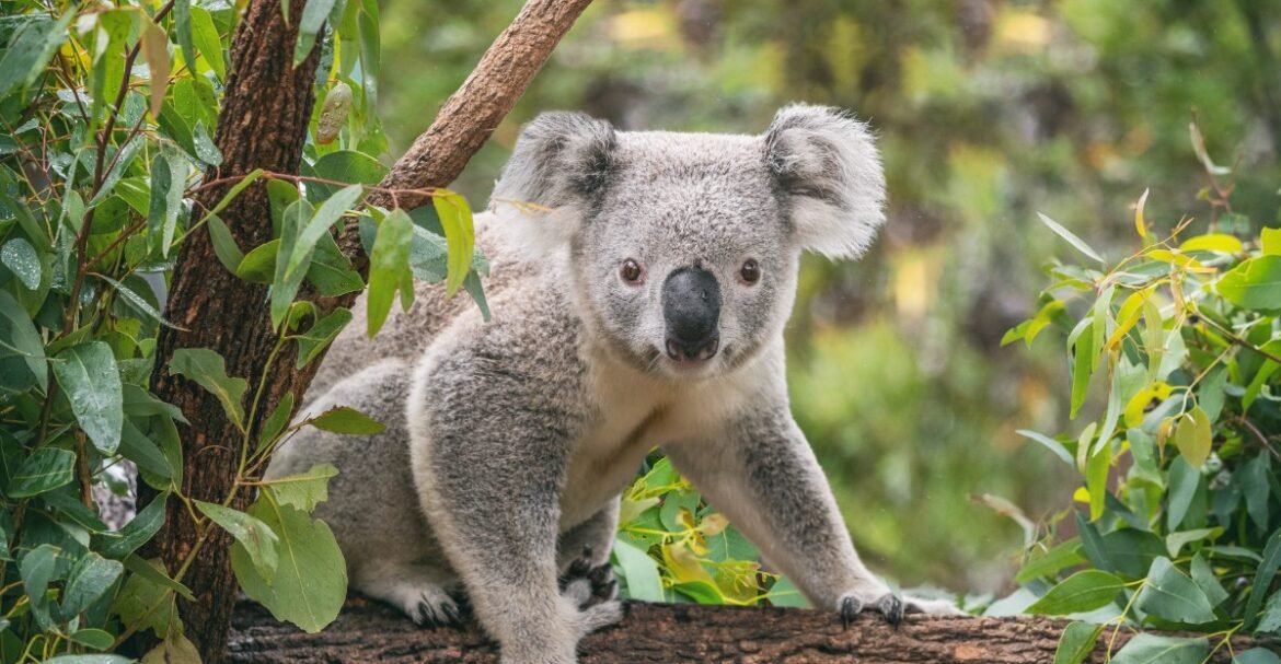 Australia is shooting koalas out of eucalyptus trees after a fire