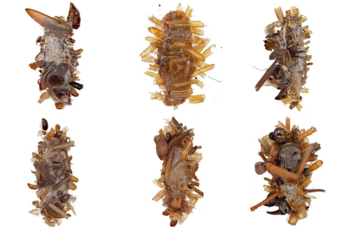 ‘Bone collector’ caterpillar wears dead insect body parts as disguise 'Bone collector' caterpillar wears dead insect body parts as disguise