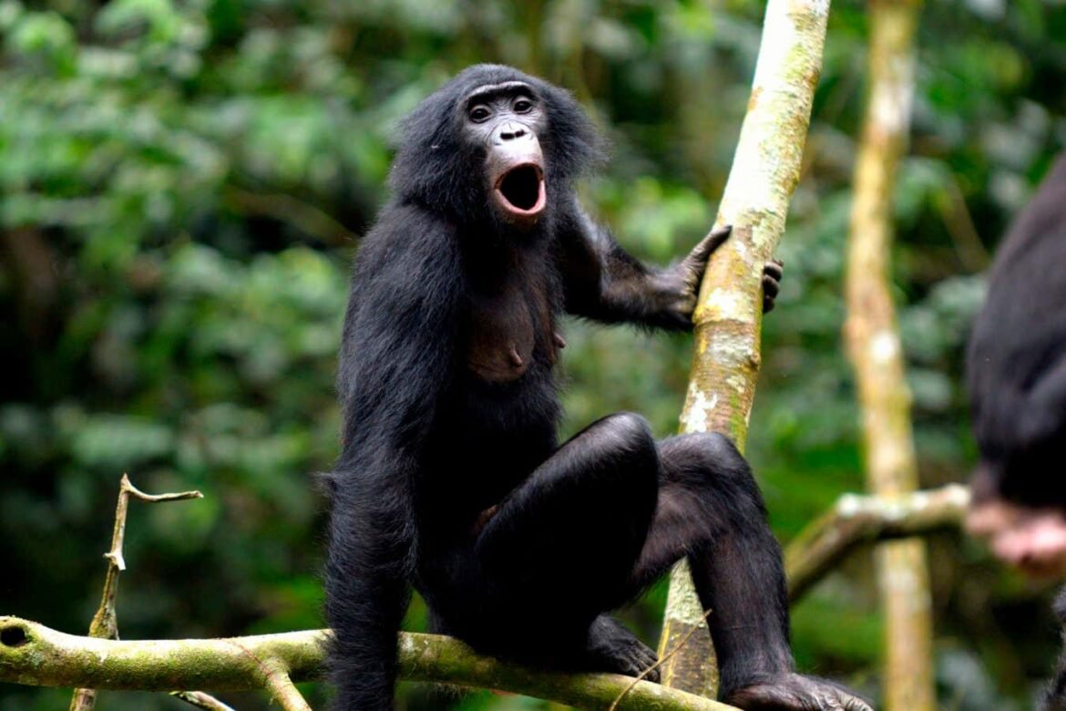 Bonobos use a kind of syntax once thought to be unique to humans