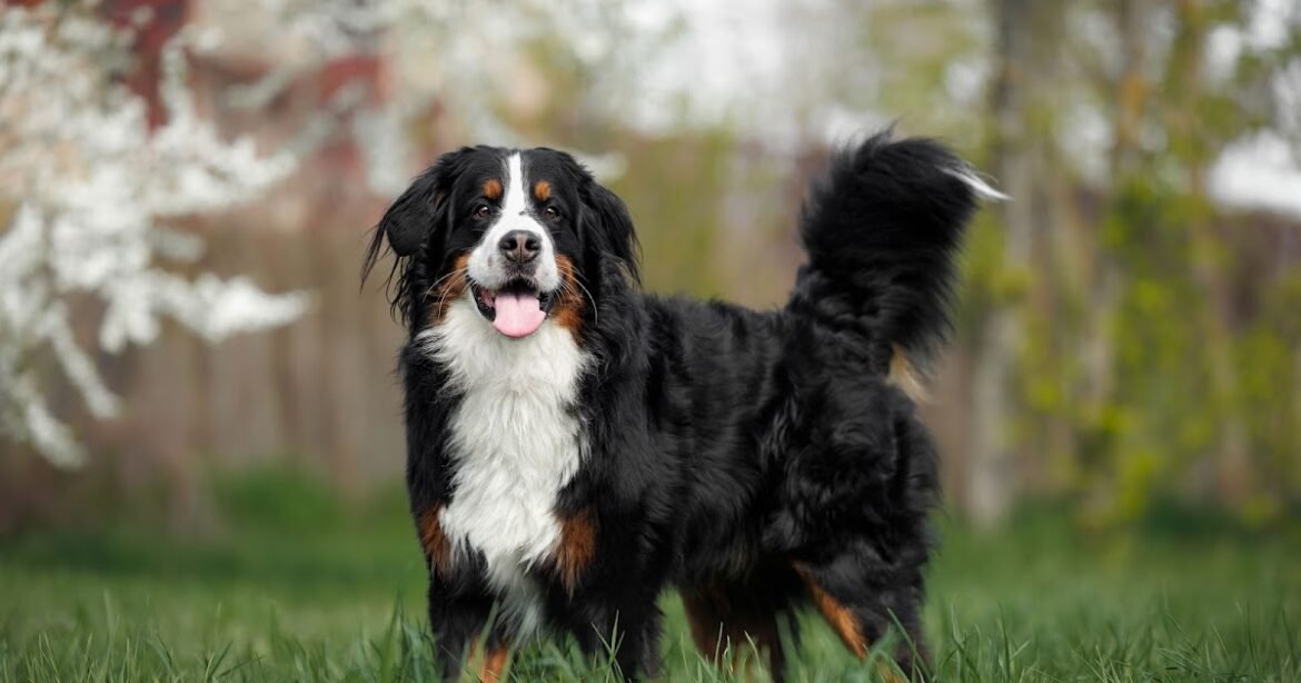 Changes to Breeding Are Needed for the Welfare of Dogs, Study Says