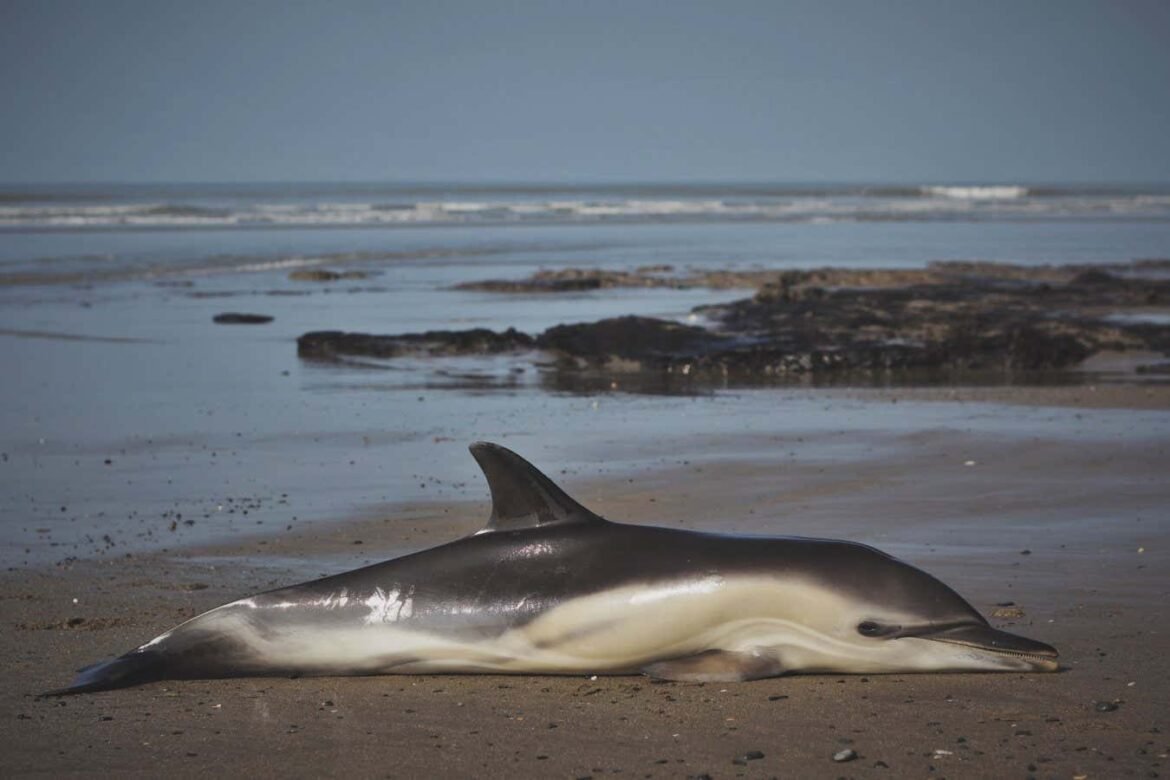 Dolphins are dying from toxic chemicals banned since the 1980s