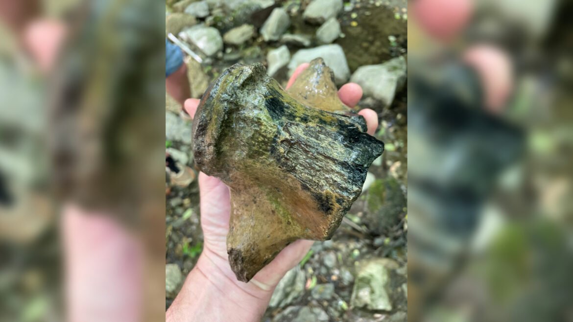 Giant 'sea dragon' fossil could be largest mosasaur ever discovered in Mississippi