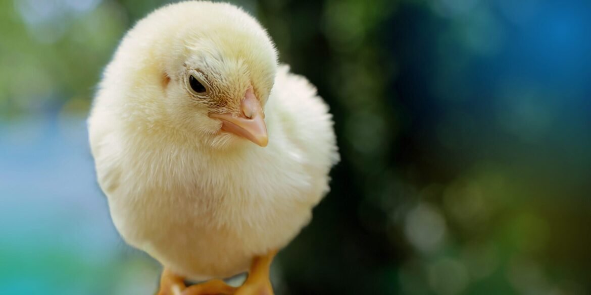 How Factory Farming Affects Different Species