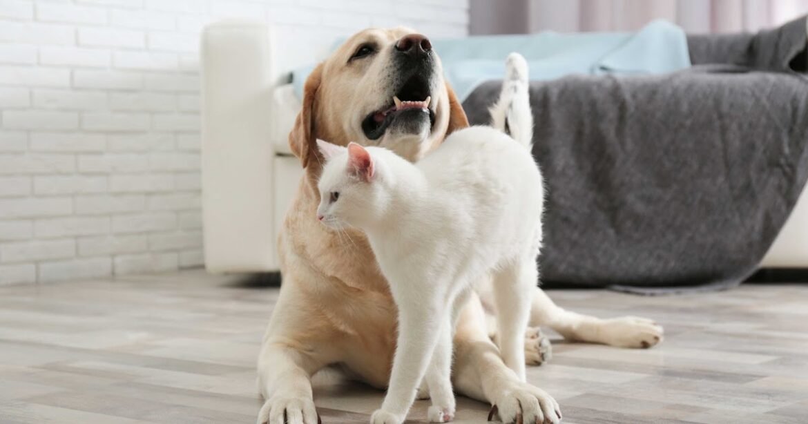 Making Your Pet Happy is All About Meeting Needs (and Recognizing Individual Personalities)