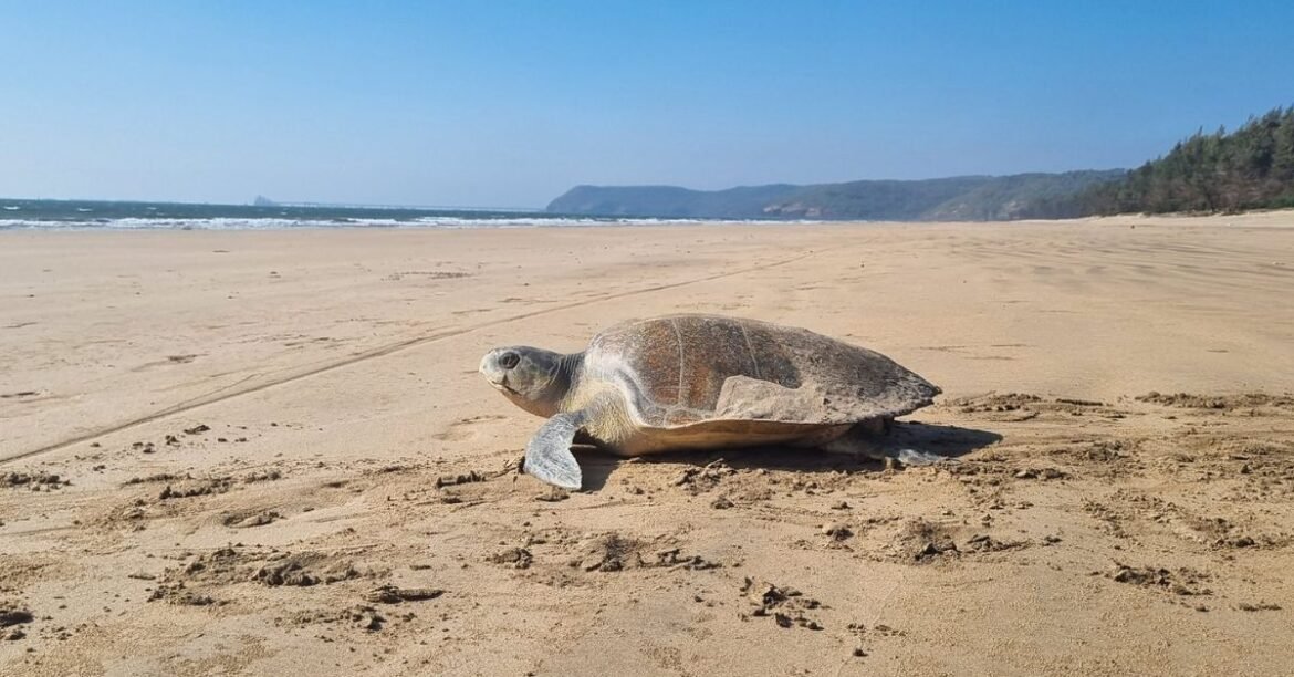 Olive Ridley Turtle Swims 3,500 km From Odisha to Maharashtra