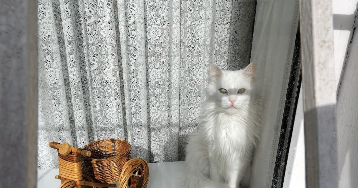 Companion Animal Psychology Turns 13 Today Companion Animal Psychology Turns 13 Today