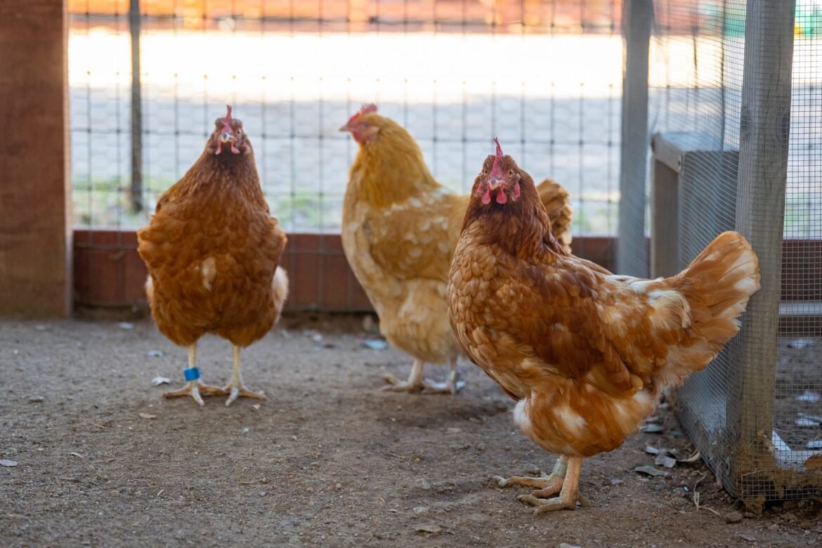 One Young Person Saved Three Hens: Friends, Not Food