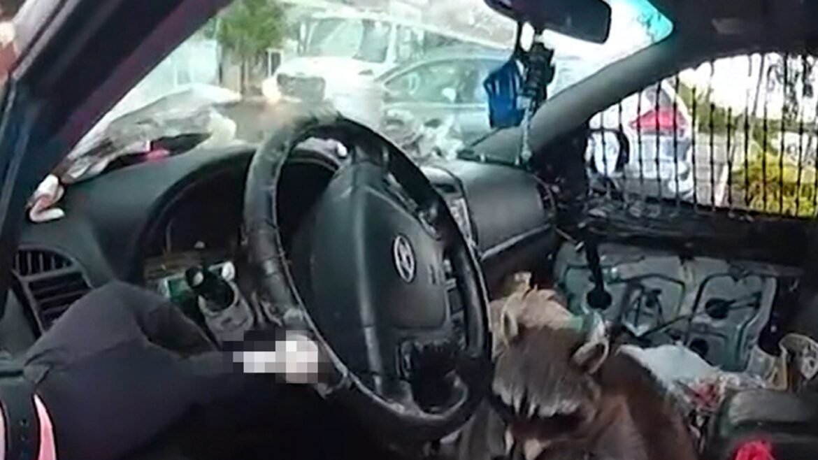 Raccoon Grabs Pipe & Puts it to Mouth During Woman's Arrest, on Video