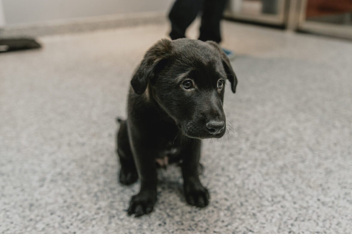 The Puppy Code : Mastering the Journey of Puppy Parenting