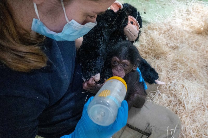 A Chimpanzee Born at BIOPARC Valencia From A Critically Endangered A Chimpanzee Born at BIOPARC Valencia From A Critically Endangered Subspecies