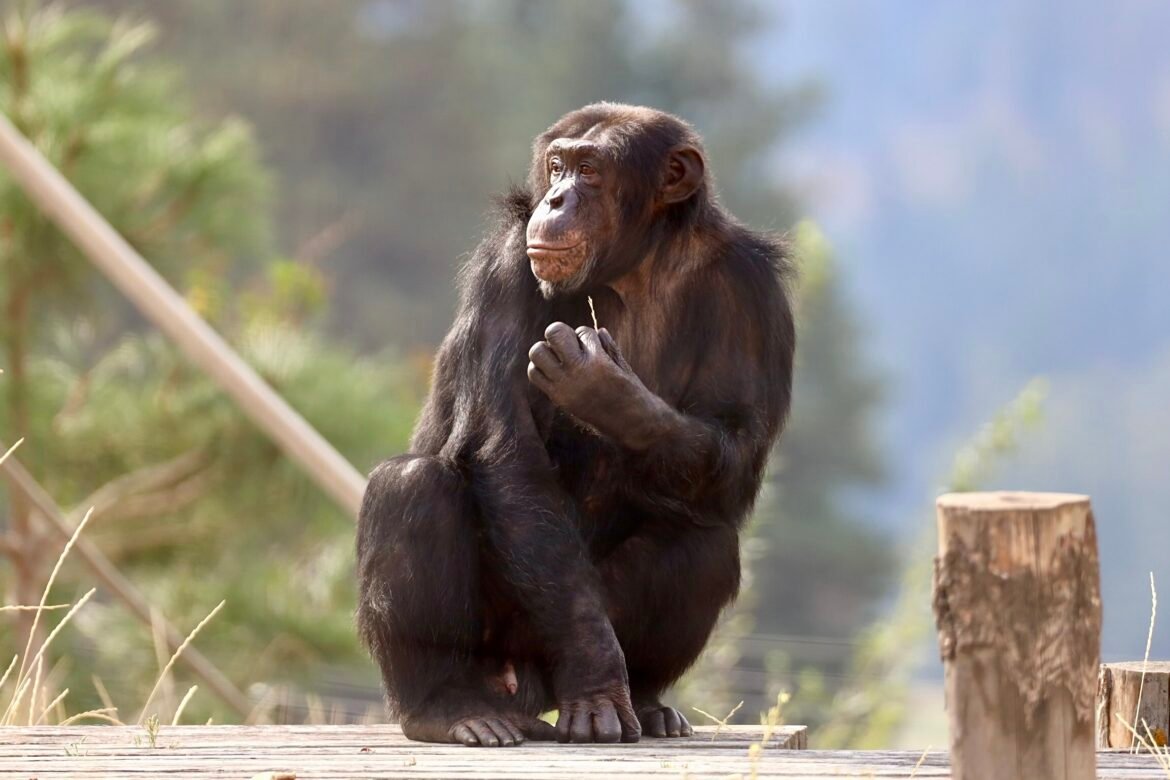 After 13 Years Alone, George The Chimpanzee Begins A New Life At Washington Sanctuary