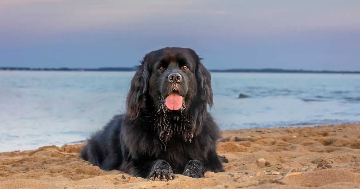 Dog Trainers' Methods are Linked to Views on Vet Referrals, Studies Show