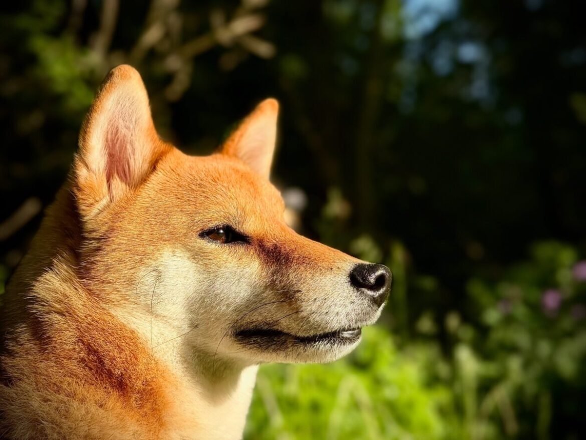 From stray to snuggled: Sheba’s story of healing and hope