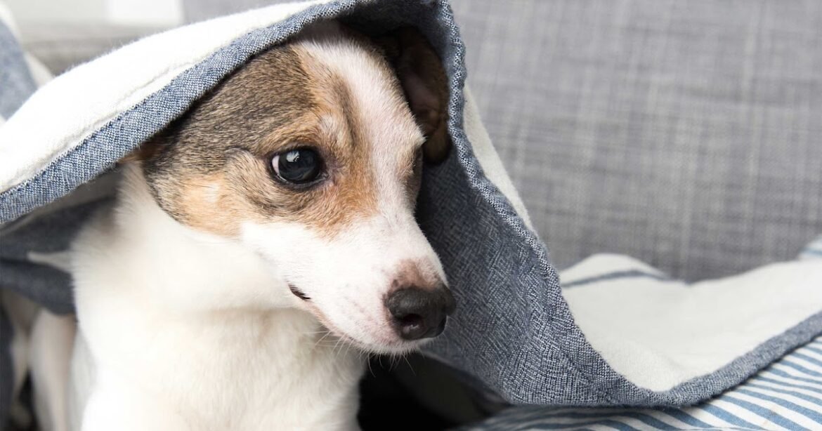 How to Help Your Dog with Fireworks Fears