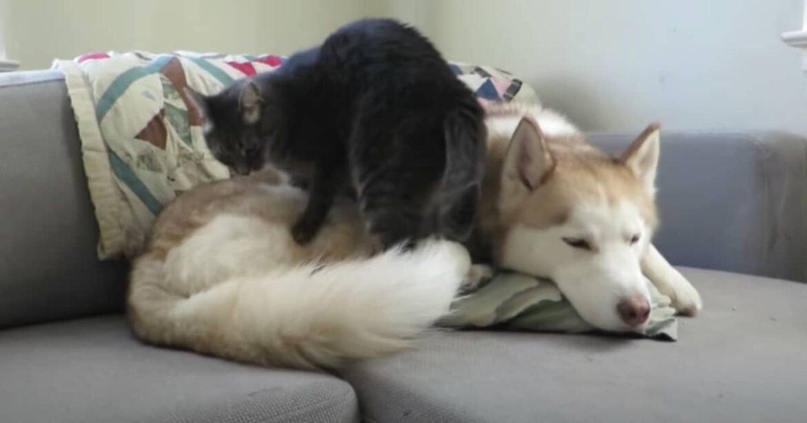 Kind Cat Massages His Husky Friend Before Cozying Up for a Nap