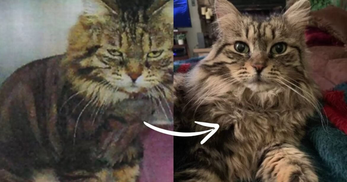 Rescue Cat’s Heartfelt Morning Ritual: Bringing Mom Her Slippers