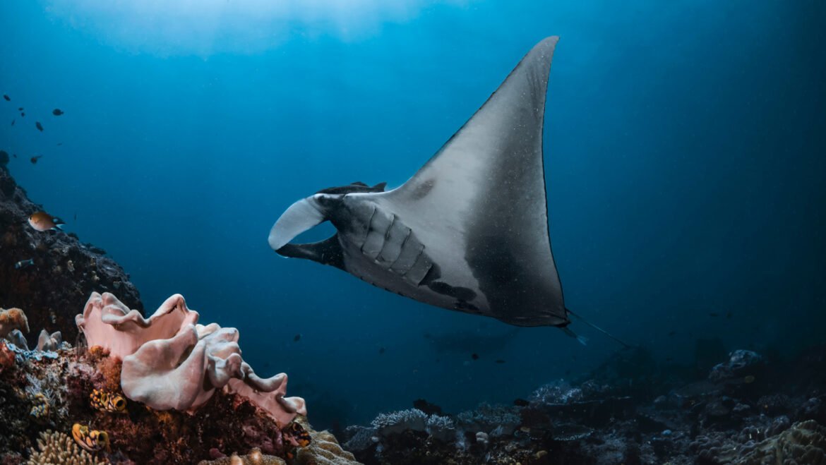 Scientists and fishers have teamed up to find a way to save manta rays