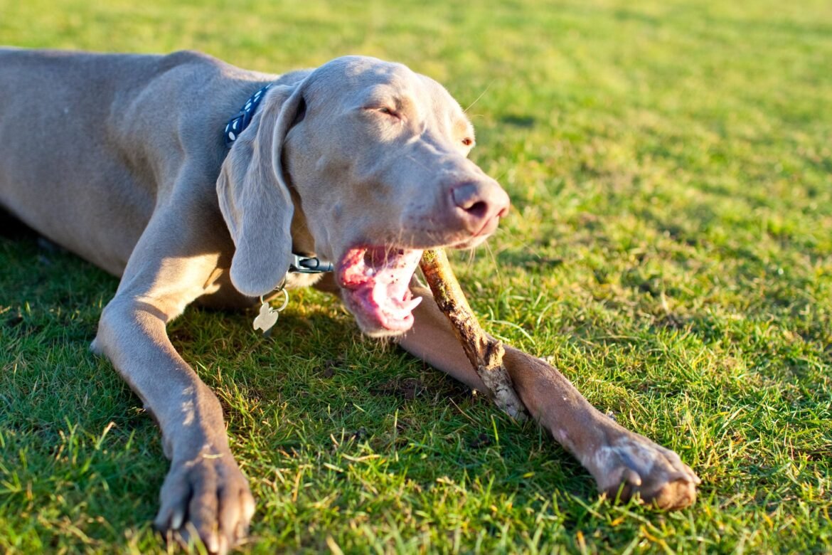 10 Best Raw Dog Food Brands for Weimaraners