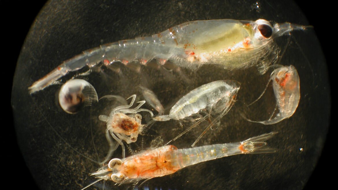 Deep-sea mining might feed plankton a diet of junk food