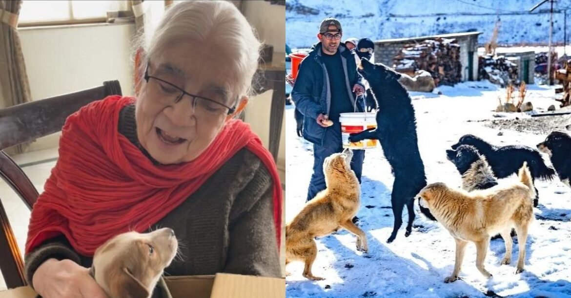 How To Help an Animal in Need? Look up These 10 Animal Rescue Heroes