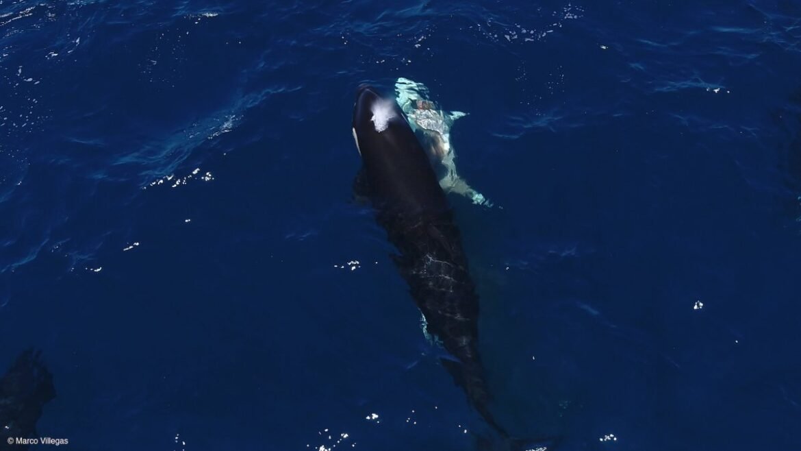 Orcas are hunting young great white sharks for their livers