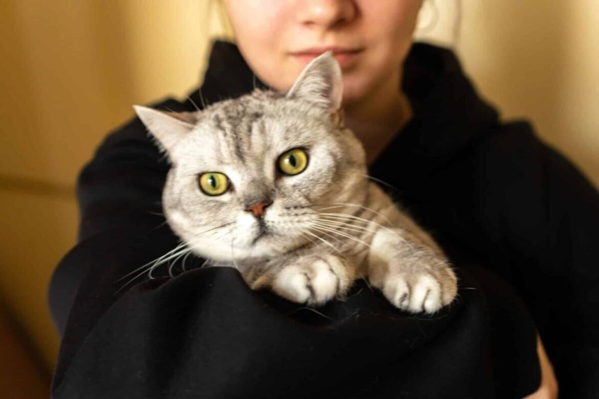 Purrfectly Cozy Cat Lover Hoodies You’ll Want All Season