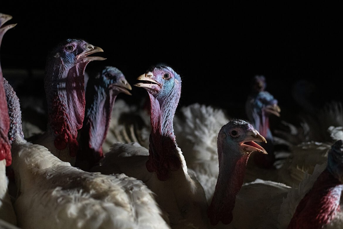 Turkeys Are Excluded From Basic Humane Protections