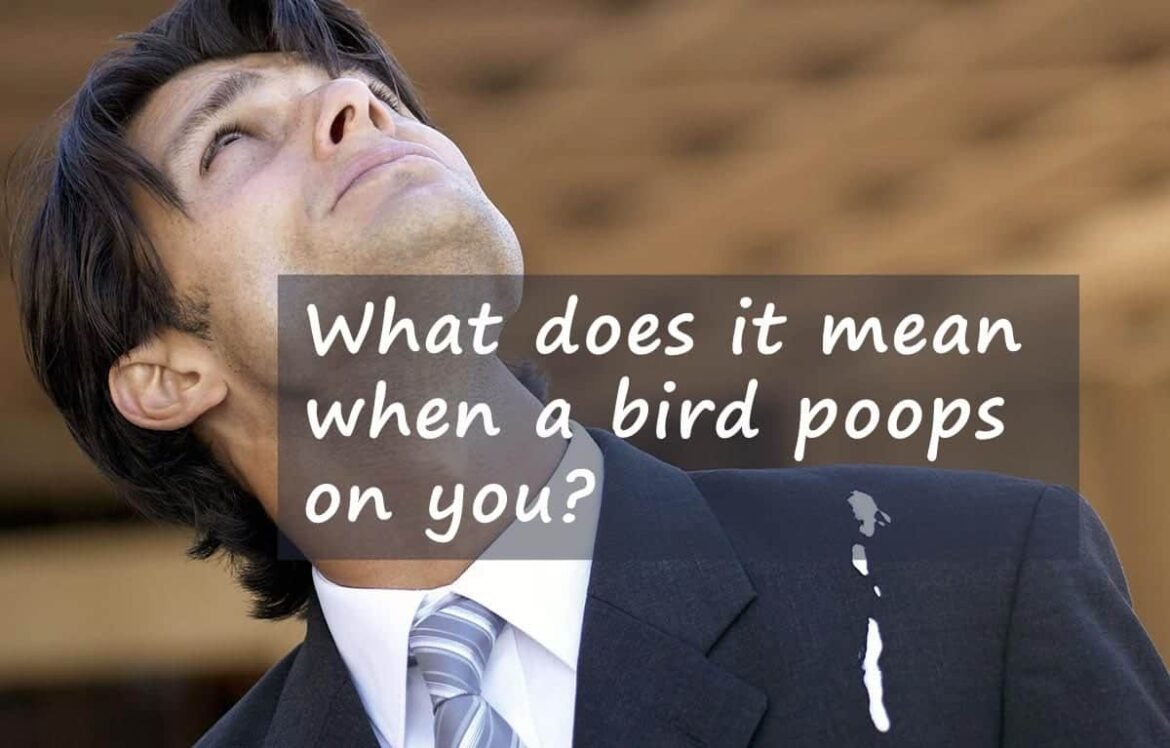 What Does It Mean When A Bird Poops On You?