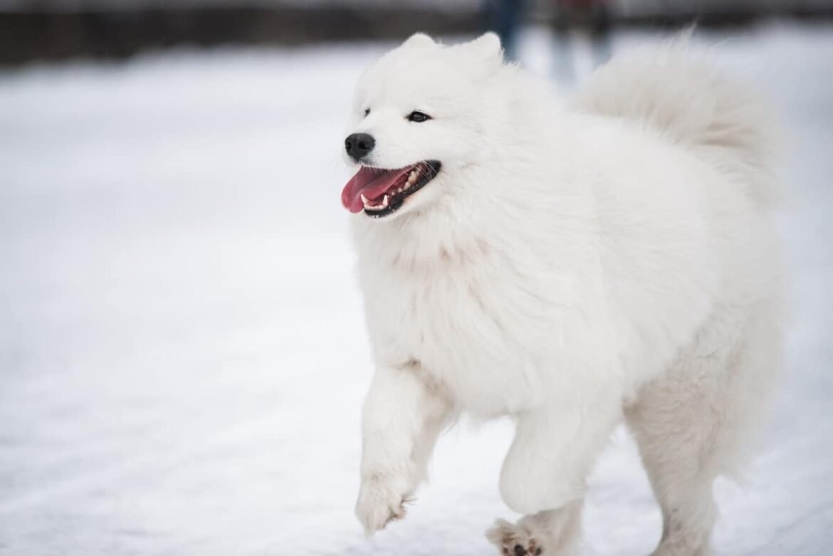 15 Dog Breeds That Can’t Get Enough Of The Snow