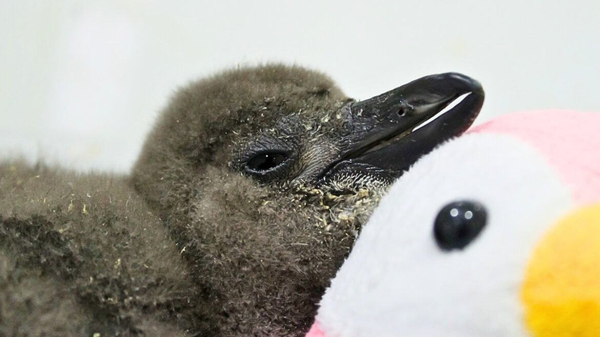 62,000 Penguins Starved to Death Off South Africa's Coast Last Decade. Here's Why. : ScienceAlert