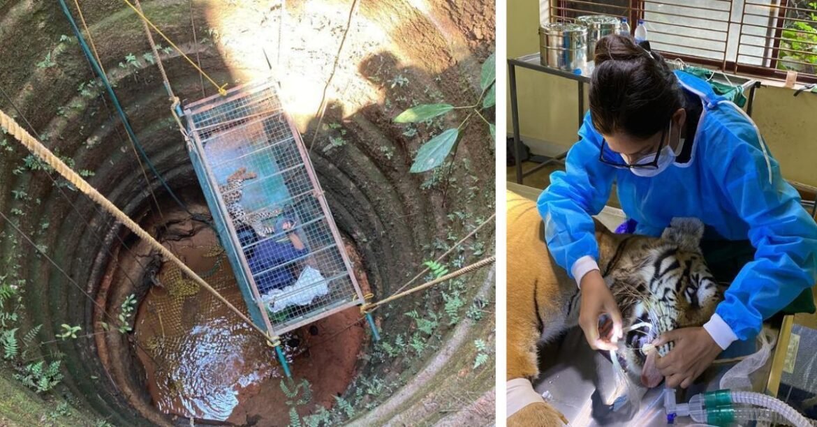 Meet The Vet Who Jumps Into Wells & Climbs Buildings to Rescue Wild Animals
