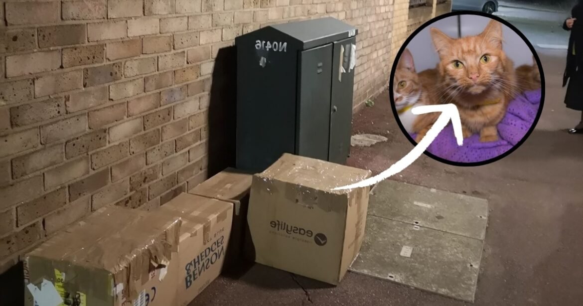 Rescuers Discover 11 Animals Abandoned in Taped Boxes by the Trash