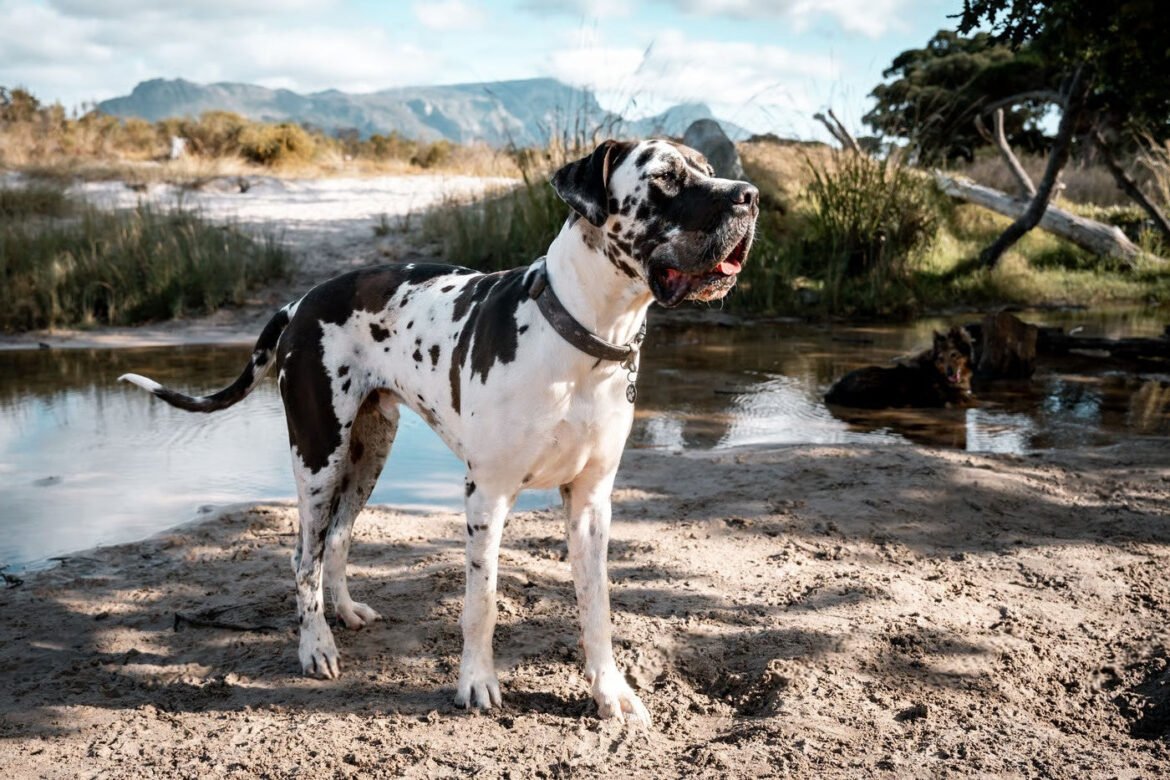 Temperament, Health & Training – Petsworld