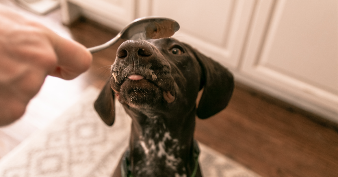 The 5 Best Dog Peanut Butter Options